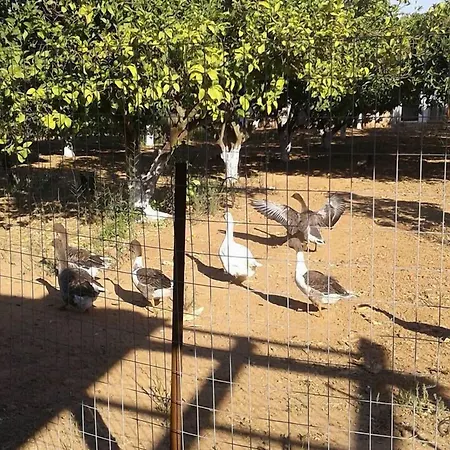 Dimeon קאטו אכאיה